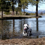 Photo de Dalmatien