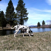 Photo de Dalmatien