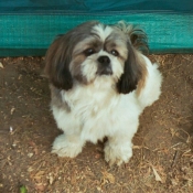 Photo de Shih tzu