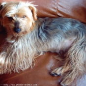 Photo de Yorkshire terrier