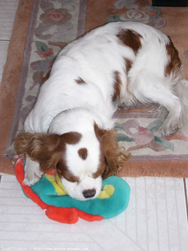 Photo de Cavalier king charles spaniel