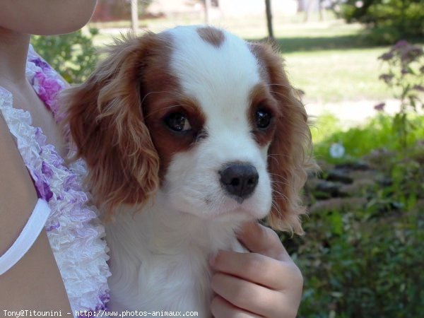 Photo de Cavalier king charles spaniel