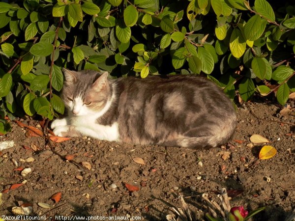 Photo de Chat domestique