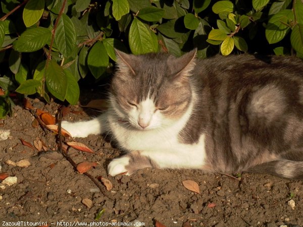 Photo de Chat domestique