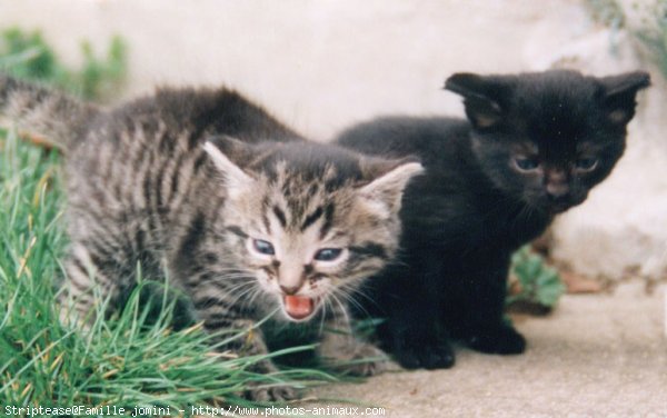 Photo de Chat domestique