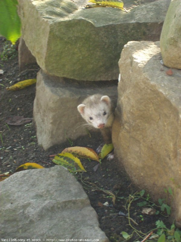 Photo de Furet