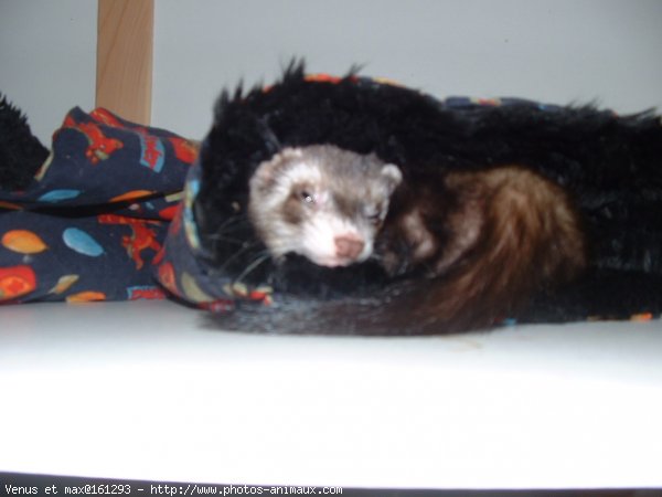 Photo de Furet