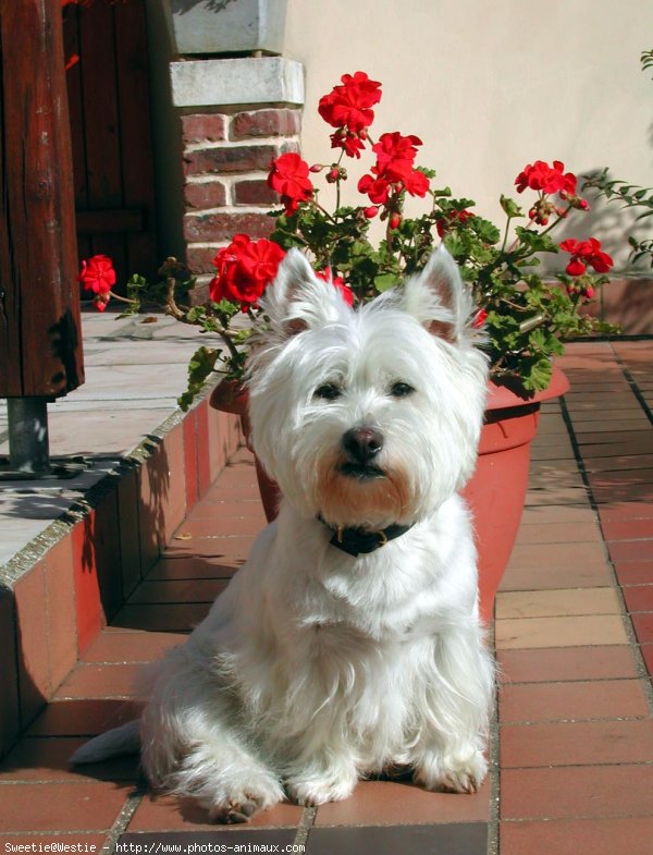 Photo de West highland white terrier