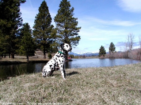 Photo de Dalmatien