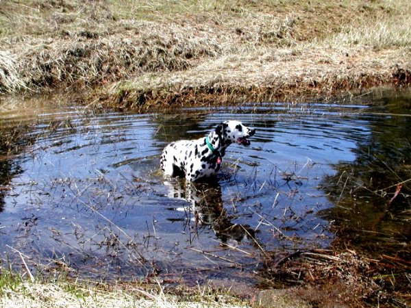 Photo de Dalmatien