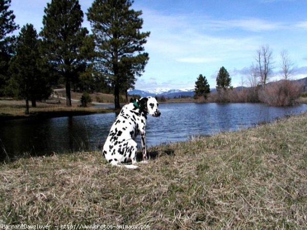 Photo de Dalmatien