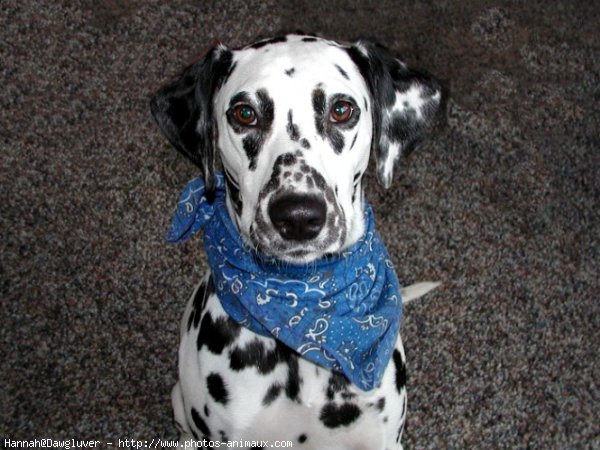 Photo de Dalmatien