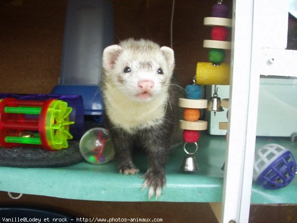 Photo de Furet