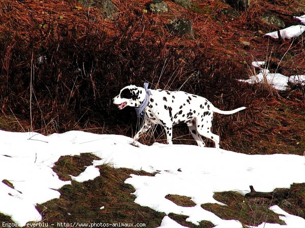 Photo de Dalmatien