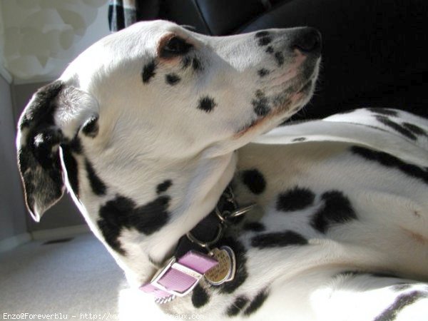 Photo de Dalmatien