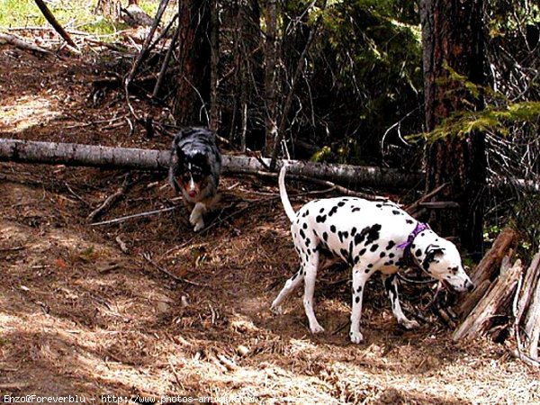 Photo de Dalmatien