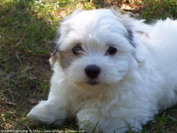 Photo de Coton de tulear