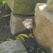 Photo de Furet