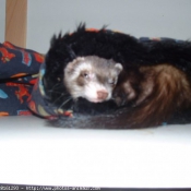 Photo de Furet