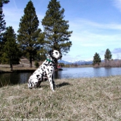 Photo de Dalmatien