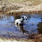 Photo de Dalmatien