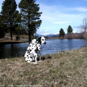 Photo de Dalmatien