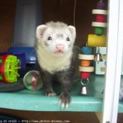 Photo de Furet