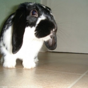 Photo de Lapin