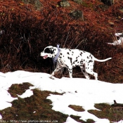 Photo de Dalmatien