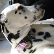 Photo de Dalmatien