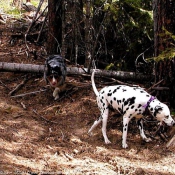 Photo de Dalmatien