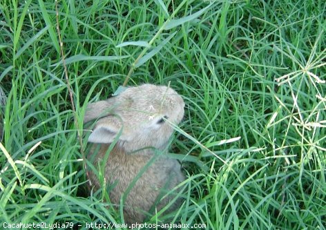 Photo de Lapin