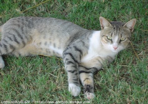 Photo de Chat domestique