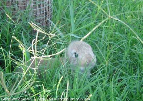 Photo de Lapin