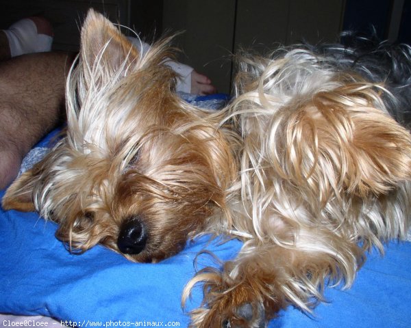 Photo de Yorkshire terrier