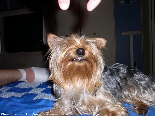 Photo de Yorkshire terrier