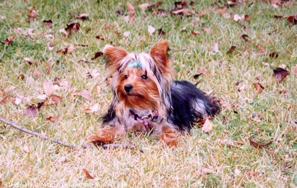 Photo de Yorkshire terrier