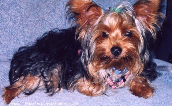 Photo de Yorkshire terrier