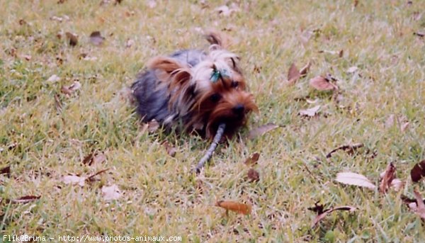 Photo de Yorkshire terrier