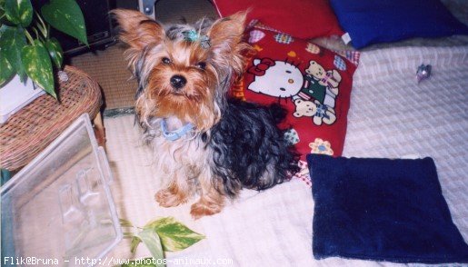 Photo de Yorkshire terrier