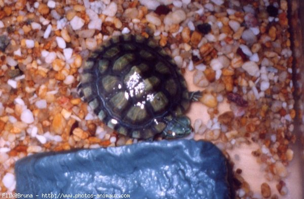 Photo de Tortue