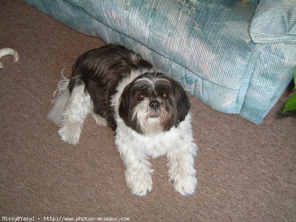 Photo de Shih tzu