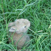 Photo de Lapin