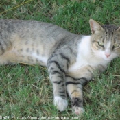 Photo de Chat domestique