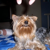 Photo de Yorkshire terrier