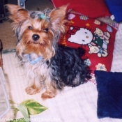 Photo de Yorkshire terrier