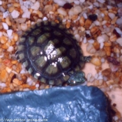 Photo de Tortue