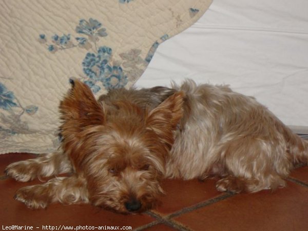 Photo de Yorkshire terrier