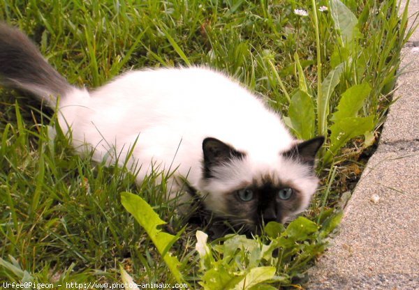 Photo de Sacr de birmanie