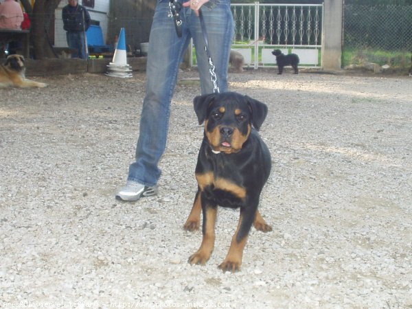 Photo de Rottweiler